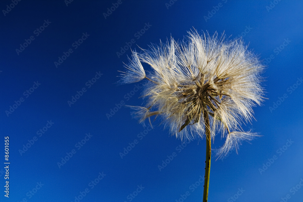 Naklejka premium Vilano