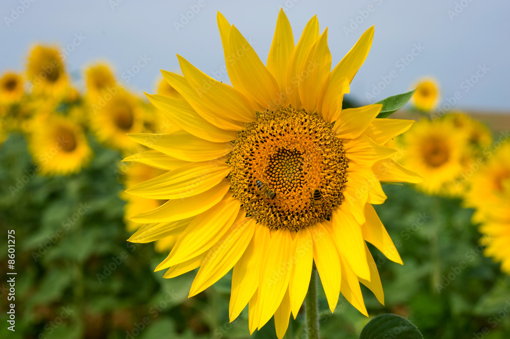 Fototapeta premium Campo girasoli
