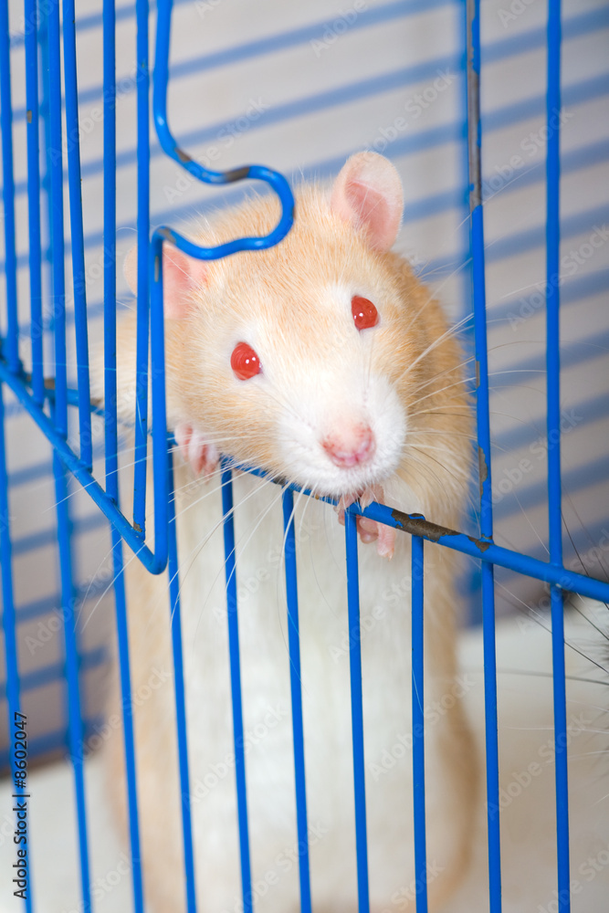 Obraz premium Small red curious rat