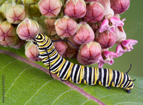 Monarch caterpillar on milkweed