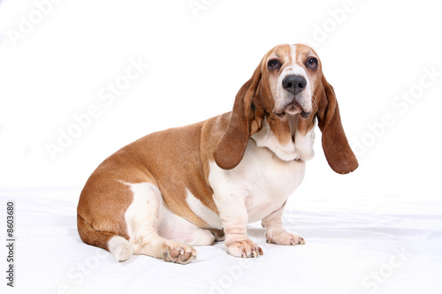 Basset hound on white