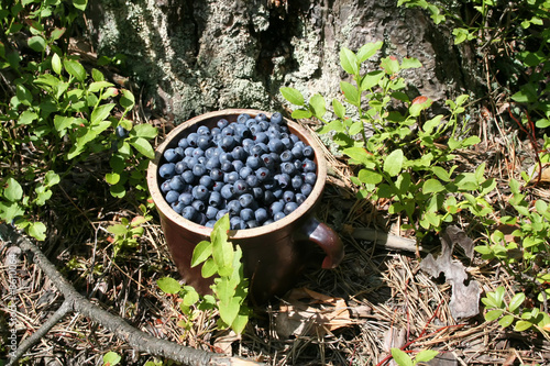 Antioxidant berry in green forest
