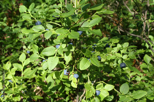 Antioxidant berry in green forest