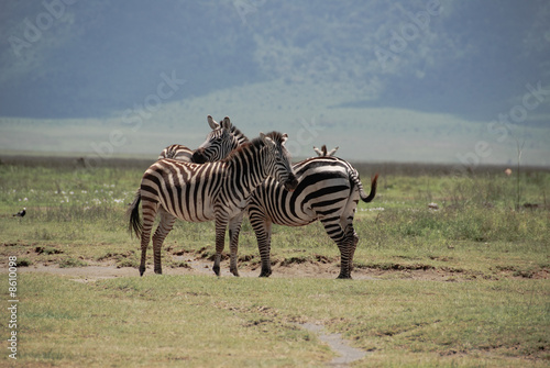 Zebras in Serengeti