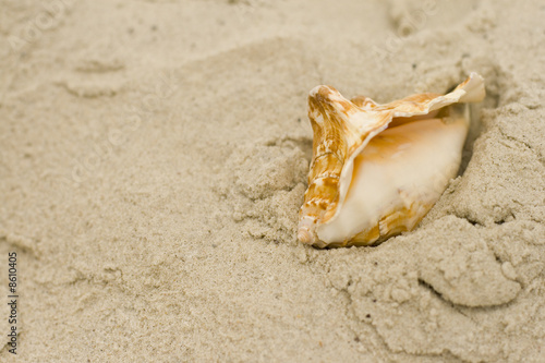 shell on sand