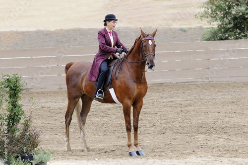 Woman riding Saddlebred horse