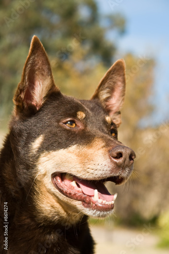 kelpie portrait