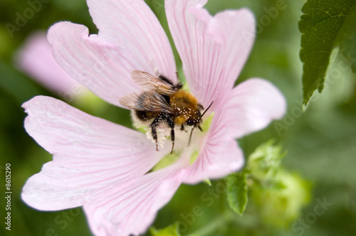 Sweet tooth bumblebee