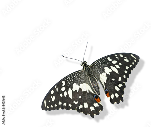 Tropical butterfly isolated on white background