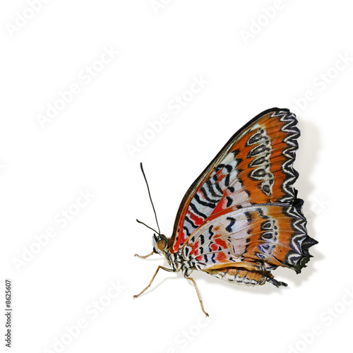 Colorful tropical butterfly isolated on white background