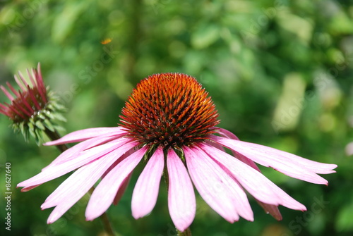 Purple Cone Flower