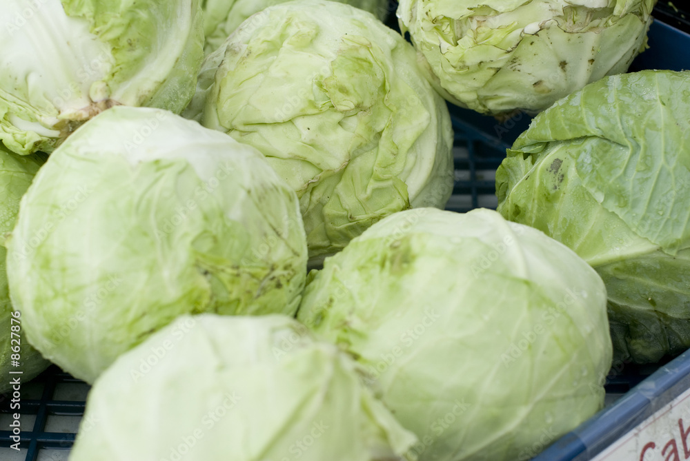 Fototapeta premium Green Cabbage