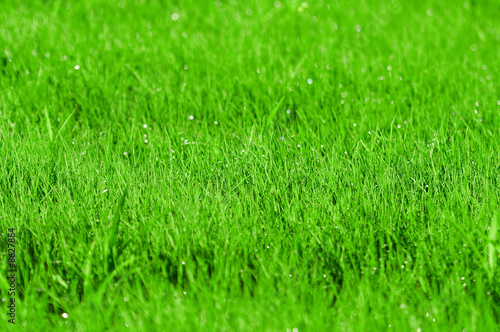 Green grass background with shallow DOF