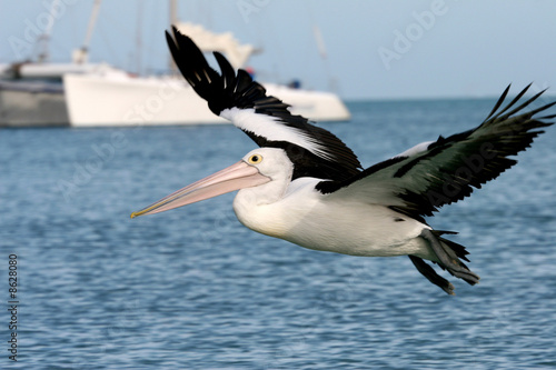 Pelican, Monkey Mia beach, Western Australia