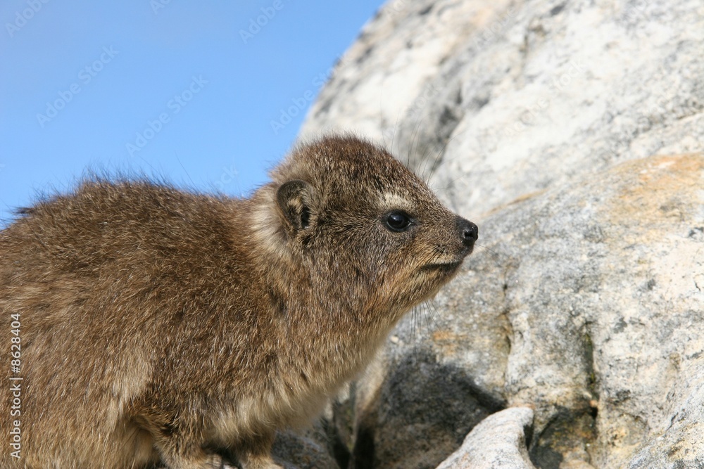 Fototapeta premium Rock Dassie (Hyrax), Cape Town, South Africa