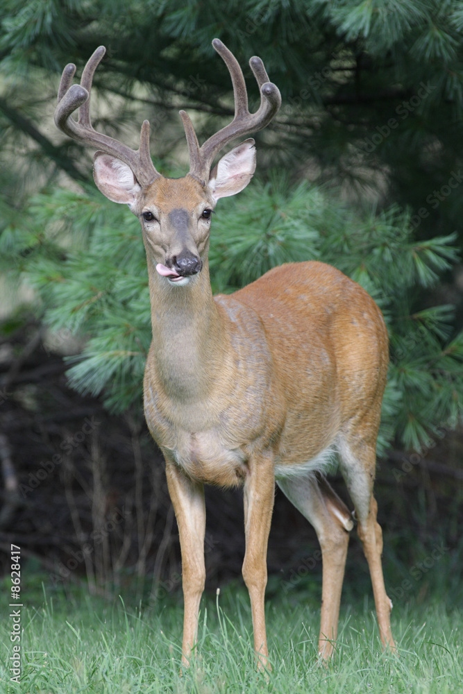 White-tailed Deer Buck (Odocoileus virginianus)