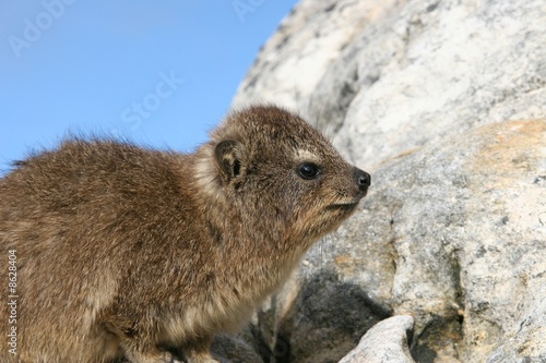 Rock Dassie (Hyrax), Cape Town, South Africa
