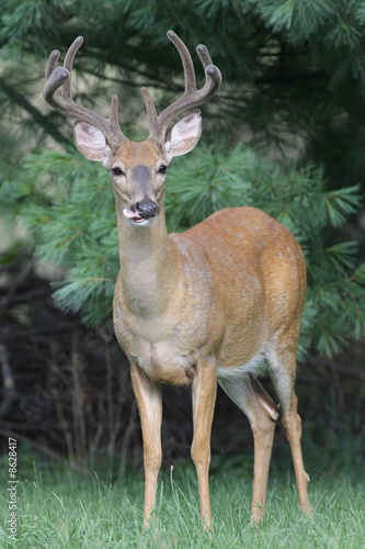 White-tailed Deer Buck  Odocoileus virginianus 