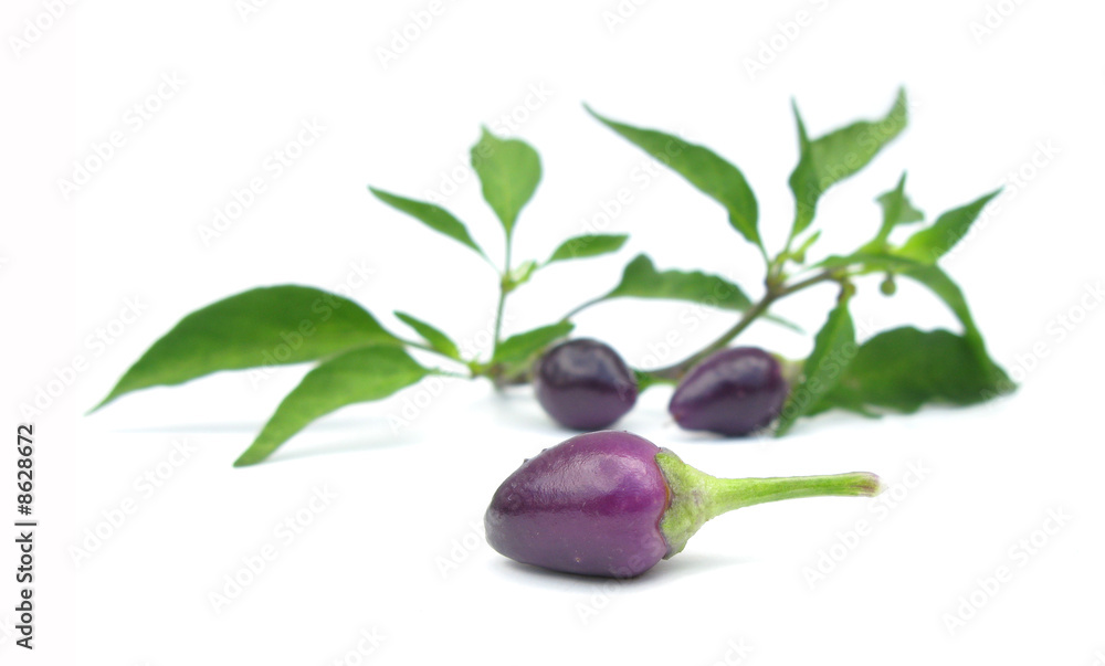 Small hot violet pepper with leaves Small hot violet pepper with leaves