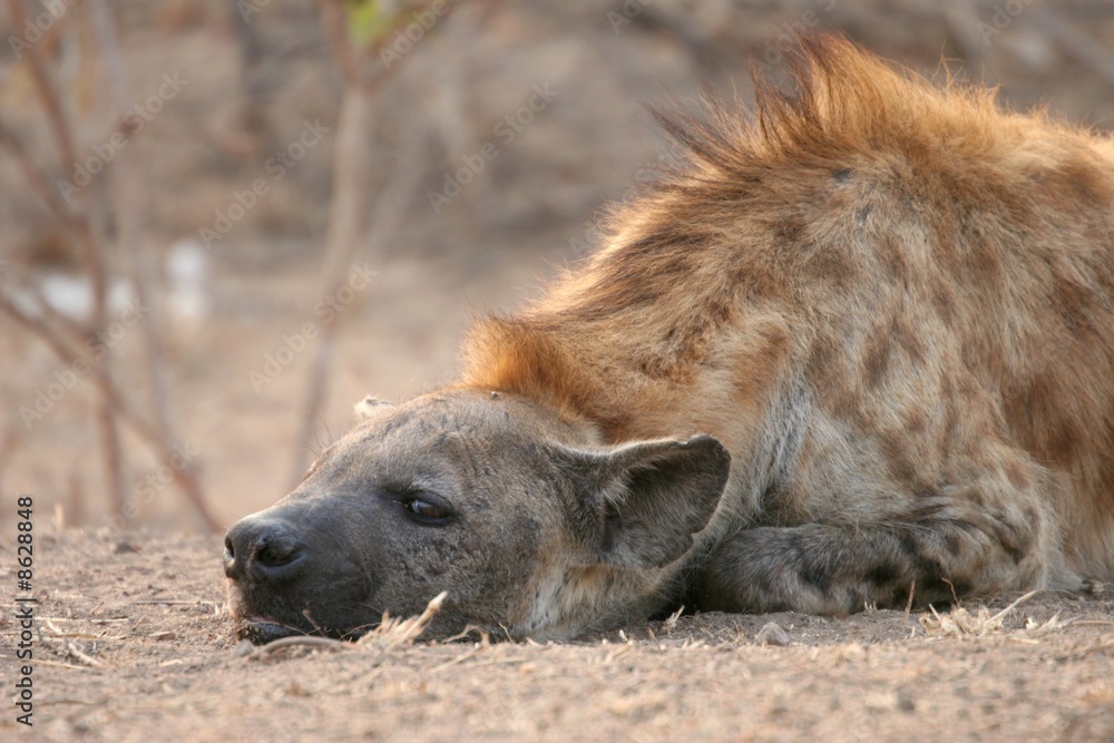 Spotted hyena, Kruger National Park, South Africa Spotted hyena, Kruger National Park, South Africa