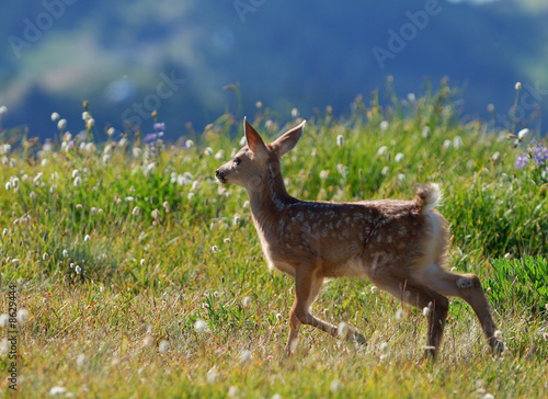 dappled fawn on olympic mountain