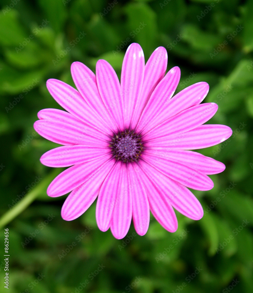 Obraz premium rosa Blume