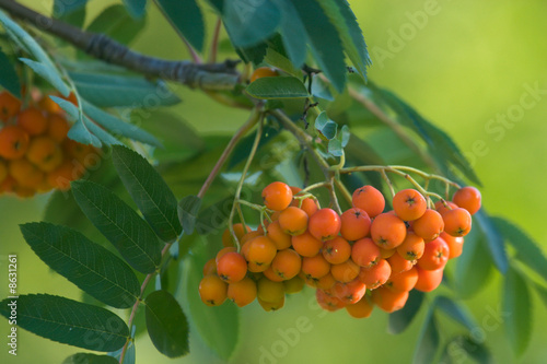 Ashberry Bunch