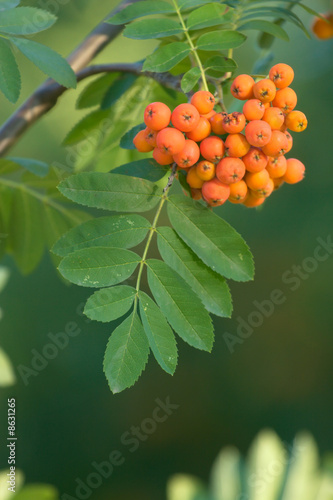 Ashberry Bunch