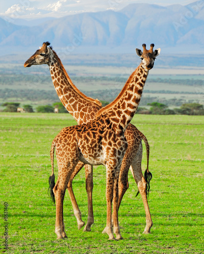 Two giraffes in Serengeti national park #8631460