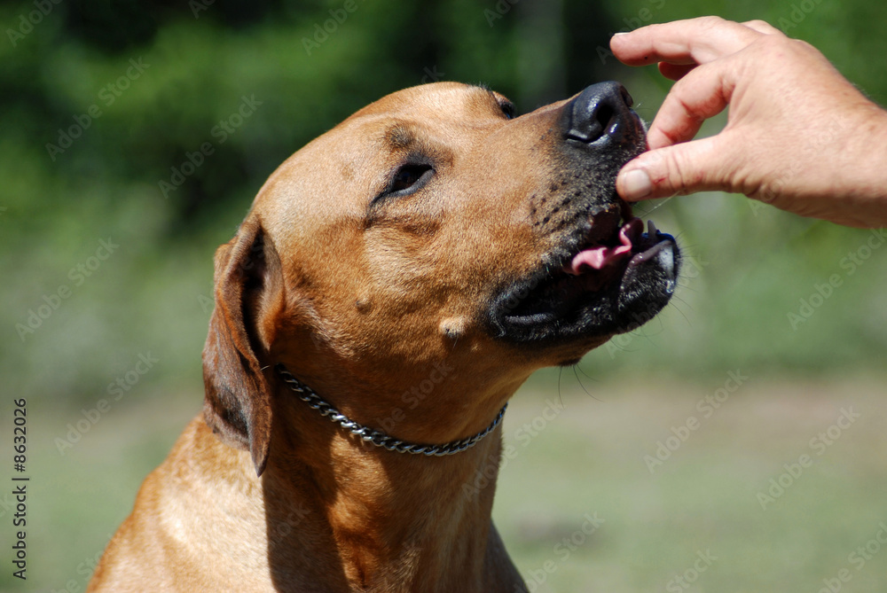 Doggy treat Doggy treat