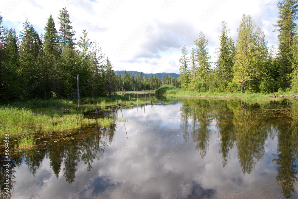 Trees reflecting in mountain lake