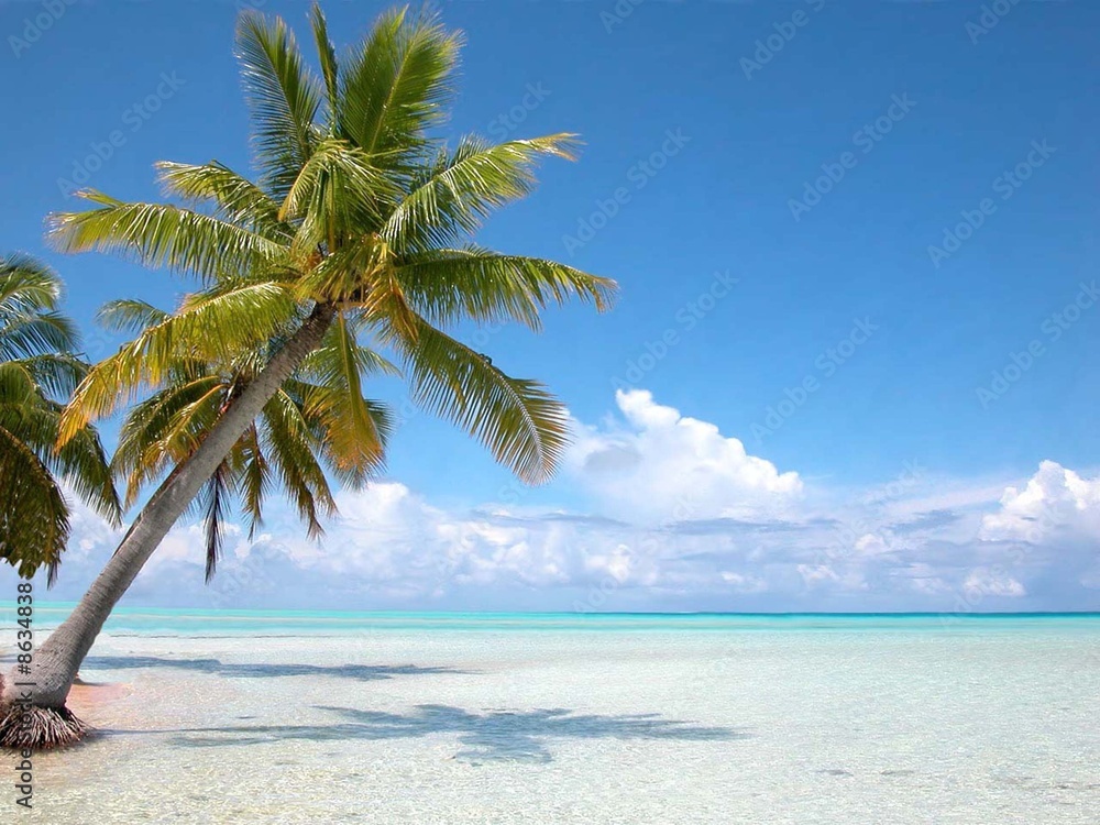 Bahamas cocotier sur plage Iles Turkoises