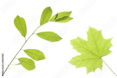 Leaves isolated on white background