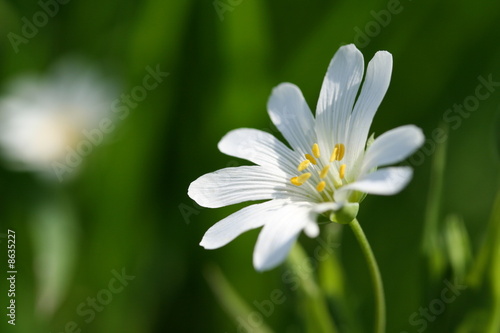Sternmiere photo