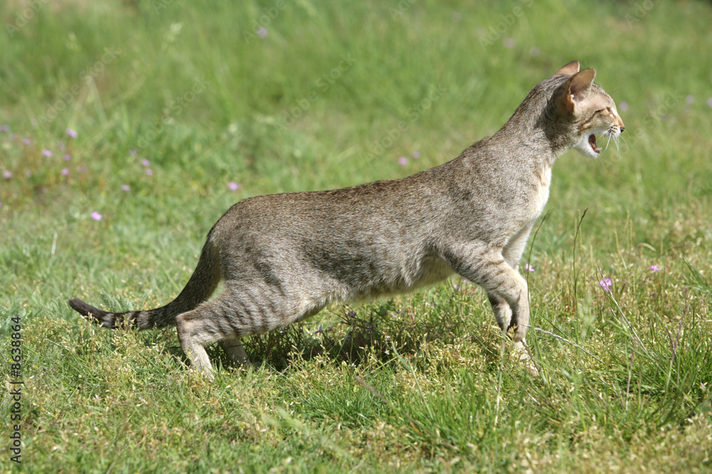 Fototapeta premium bengal partant à l'aventure