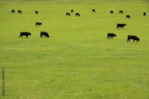 Beef Cattle in Pasture