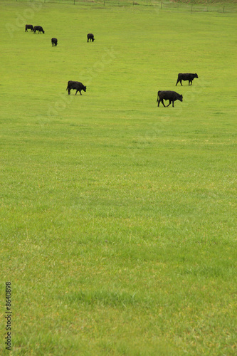 Beef Cattle in Pasture