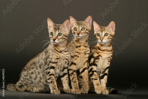 Obraz na plátně trois bengal glamour