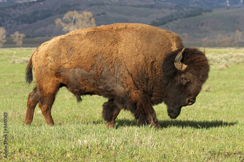 A Wild America Bison