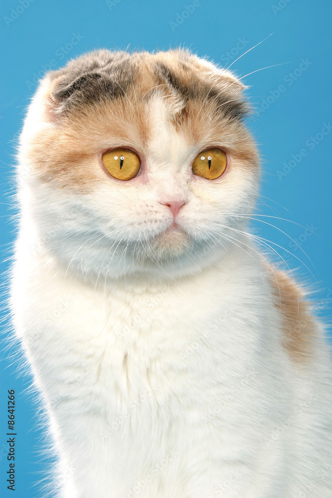 Fototapeta premium portrait d'un chat scottish