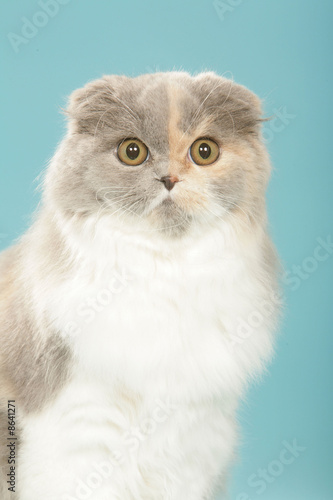 chat scottish fold sur fond bleu