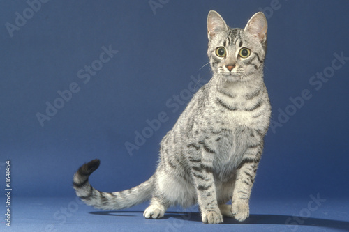 chat mau egyptien en action