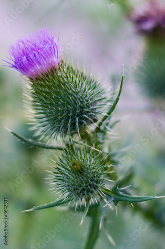 Thistle