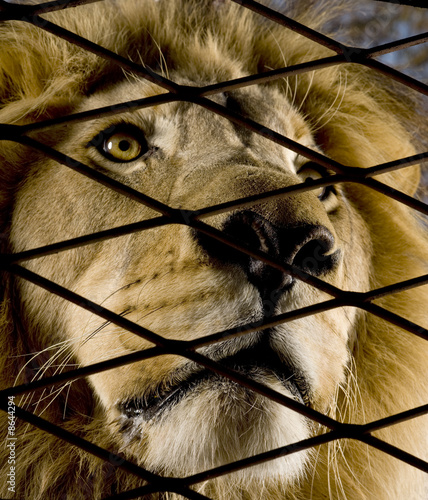 Lion (4 and a half years) - Panthera leo
