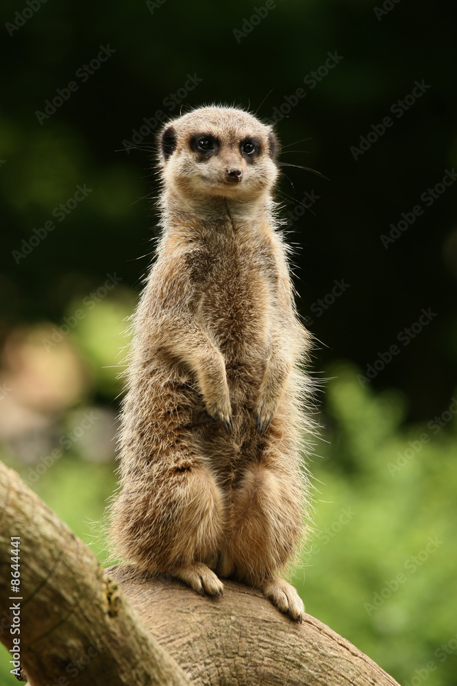 Meerkat standing guard
