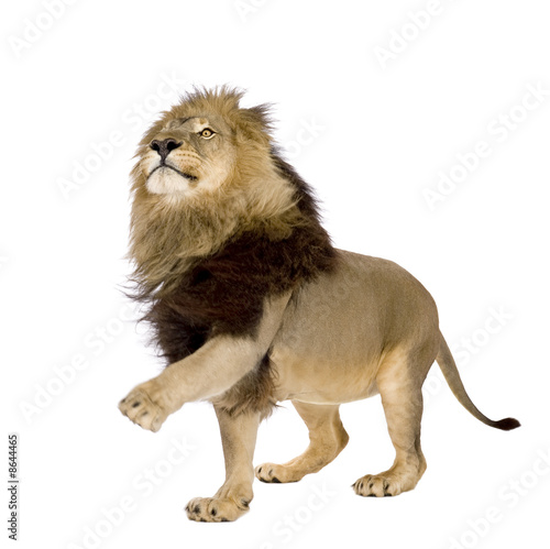 Fototapeta Naklejka Na Ścianę i Meble -  Lion (4 and a half years) - Panthera leo