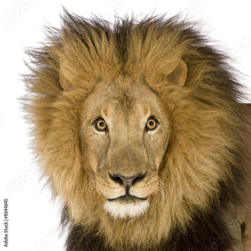 Close-up on a Lion s head  8 years  - Panthera leo