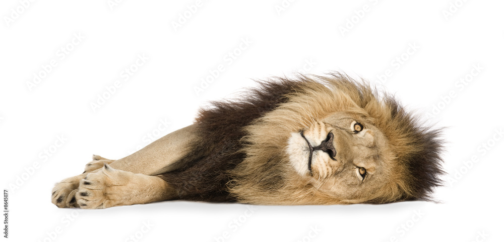 Fototapeta premium Lion (4 and a half years) - Panthera leo