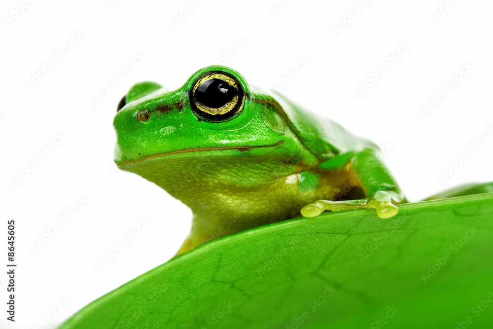 Fototapeta premium Frog peeking out