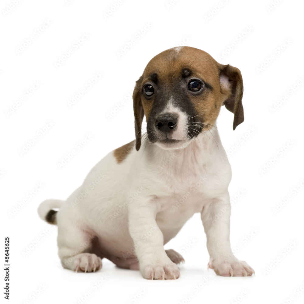 Jack russell ()